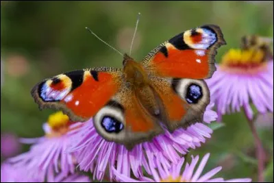 Ici, nous avons un autre magnifique papillon ! Peux-tu nous dire lequel ?
