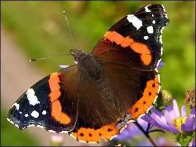 Waouh ! Ce papillon est vraiment joli ! Mais quel est ce papillon ?