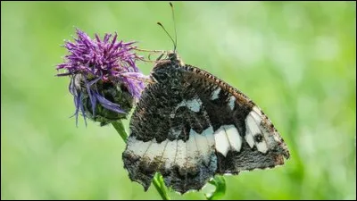 Maintenant, voici un autre papillon ! Connais-tu son nom ?
