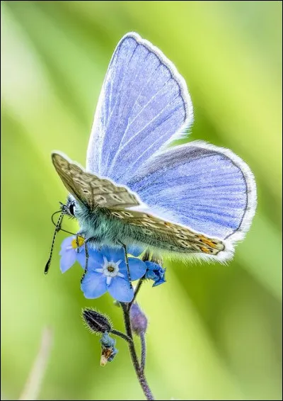 Ce petit papillon bleu est... majestueux ! Qu'est-ce ?