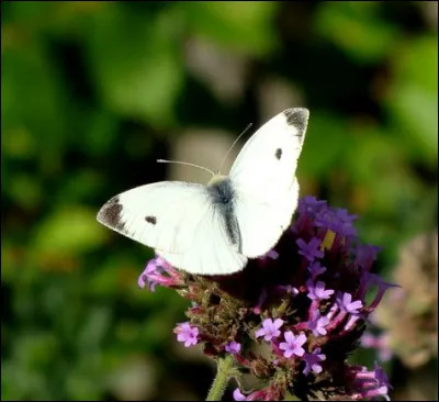 Je crois savoir quel est ce papillon ! Et toi ?
