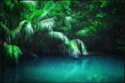 Quelle plante d'Australie fait l'effet d'&ecirc;tre br&ucirc;l&eacute; &agrave; l'acide et &eacute;lectrocut&eacute; en m&ecirc;me temps quand on touche ses feuilles ?(l'image ne montre pas cette plante)