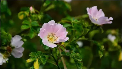 Y-a-t'il un préfet dans la salle ? Oui, me dit-on : celui-ci a instauré un concours (1901) pour contrer la concurrence allemande sur le marché des [...quels produits ?]. Retrouvez son nom !