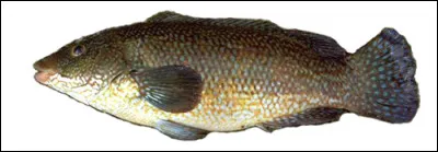 Noël Roquevert n'a pas tourné dans...