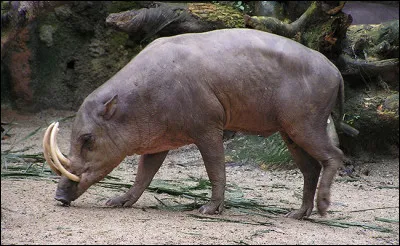 Animaux : comment s'appelle ce cochon sauvage vivant en Indonésie qui a la particularité de disposer de deux paires de défenses sur le museau ?