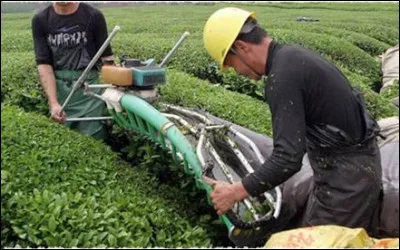 Le pied de théier se taille. Quelle est la bonne hauteur pour cet arbuste ?
