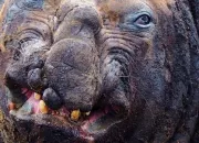 Test Quel animal moche es-tu ?