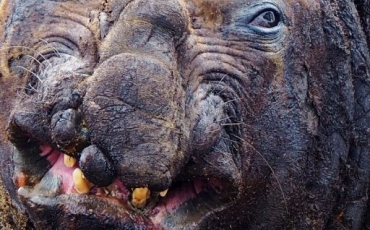 Quiz Animaux