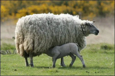 Pourquoi les mammifères produisent-ils du lait ?