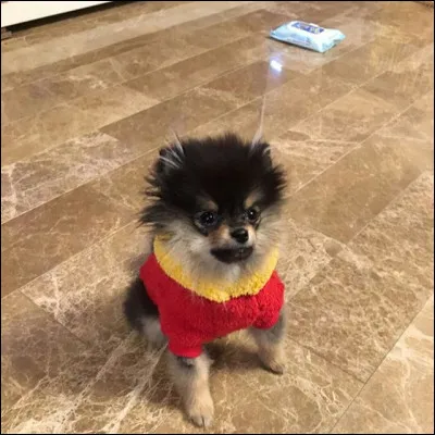 À qui ce chien appartient-il ?