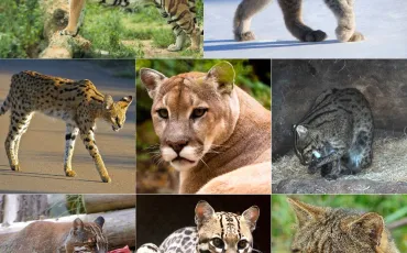 Quiz Test de personnalité