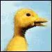 Quel est ce canard ?