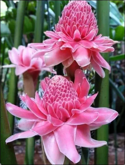 Quelle est cette fleur ?