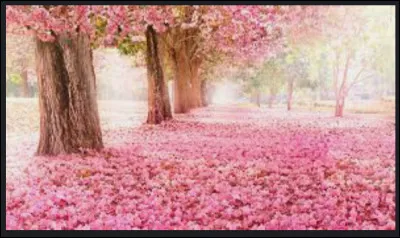 Quelle fleur symbolise le chagrin ?