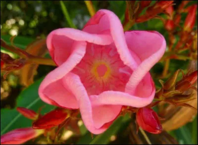 Quelle est la fleur la plus petite au monde ?