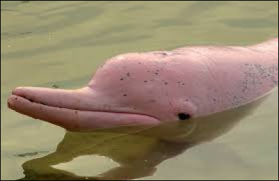 Les dauphins roses vivent près de lAntarctique.