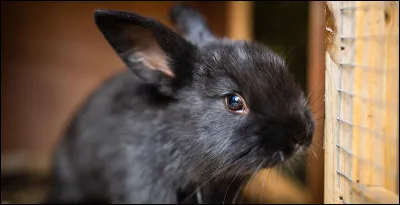 Lorsquun rongeur mange trop, il vomit.