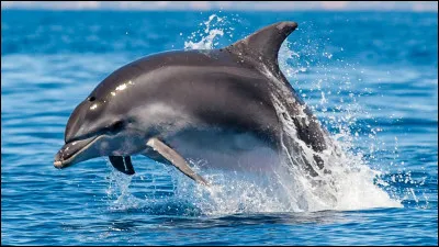 Les baleines bleues se nourrissent parfois de petits dauphins.