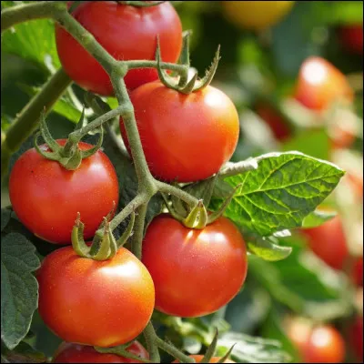 La tomate fait-elle partie des fruits ou légumes ?