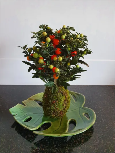 Quel est l'arbre nommé aussi "Cerisier de Jérusalem" ?