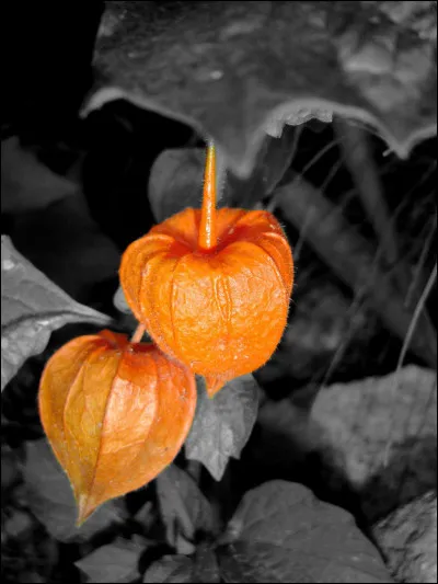 Laquelle de ces propositions n'est pas synonyme de l'amour en cage ?