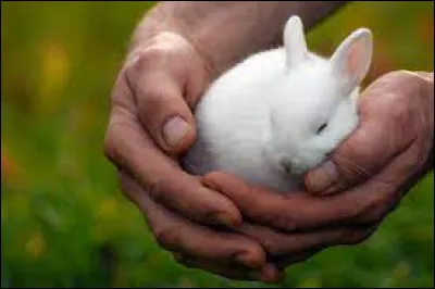 Comment se nomme le petit du lapin ?