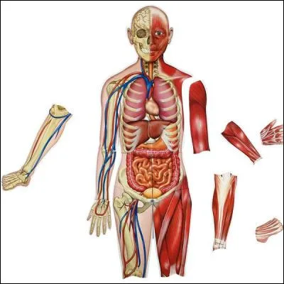 Quelles glandes du corps humain, au nombre de plusieurs millions, peuvent être eccrines ou, quand elles sont plus grandes, apocrines ?