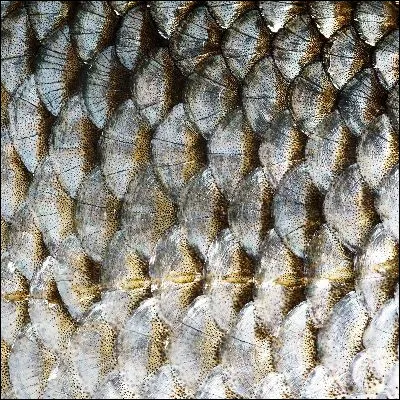 Quel est le seul mammifère à avoir des écailles ?