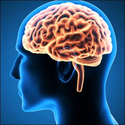 En anatomie, quel autre nom donne-t-on à la glande pinéale, qui sécrète la mélatonine ?