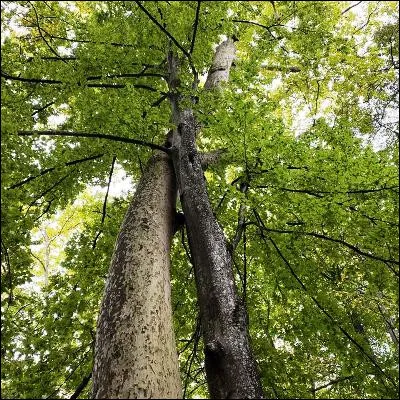 Quel arbre a été domestiqué par lhomme pour produire des guignes ou des bigarreaux ?