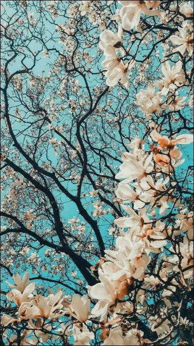 Lequel de ces instruments est un cuivre ?