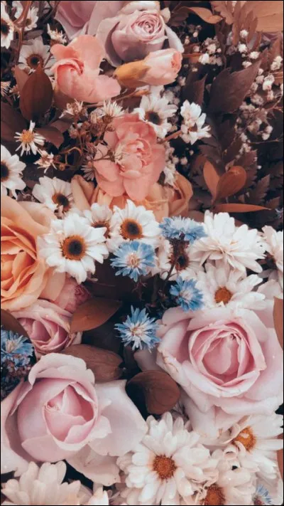 Combien d'utérus le requin cuivre femelle a-t-il ?