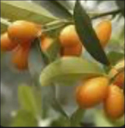 Lequel de ces fruits n'est pas jaune ?