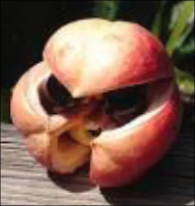 Parmi ces fruits, lequel est le plus toxique ?