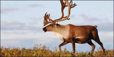 Savez vous quel est le nom de cette animal ?