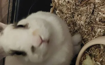 Quiz Lapins