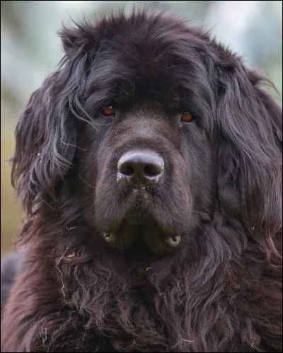 En zoologie, le terre-neuve est une race de chien, mais aussi une race de...