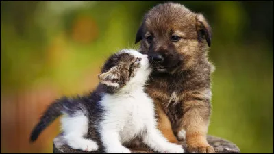 Quel est ton animal préféré ?