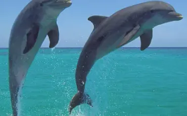 Quiz Dauphins