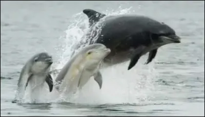 À quelle famille appartient-il ?