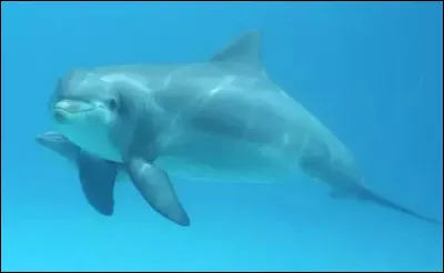 Quelle est la durée de gestation d'une femelle ?