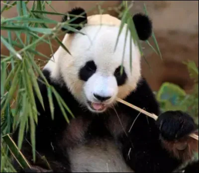 De quoi se nourrit principalement le panda géant ?