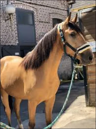 Quel est le nom de cette robe ?