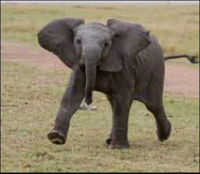 Et enfin, es-tu plutôt énergique ou paresseux ?