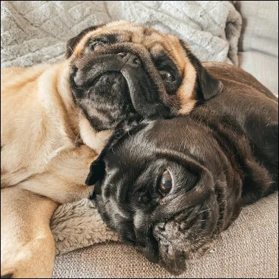 Quelles sont les races de ses chiens ?