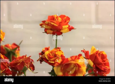 Quelle est ta qualité ?