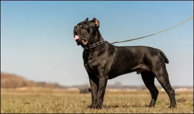 À quoi servait le cane corso au début du XXe siècle ?