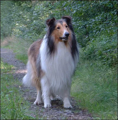 Quel est le nom de ce chien ?