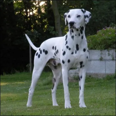 À quoi servait le dalmatien en 2001 ?