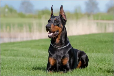 Depuis combien de temps existe le dobermann ?